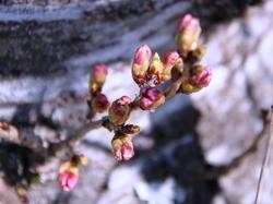 西原～清水通りの桜の蕾のアップ写真