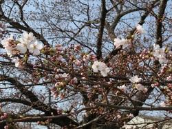 満開間近の桜のアップの写真