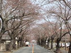 満開間近の桜のトンネルの写真