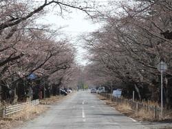 桜通りのトンネルの写真