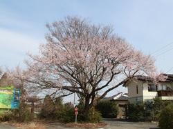 JR夜ノ森駅前の桜の木の写真