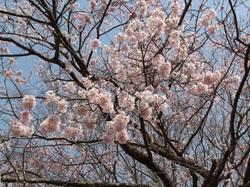 JR夜ノ森駅前の桜のアップ写真