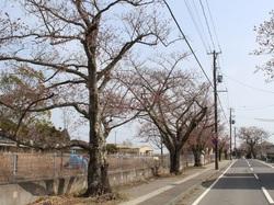 西原～清水通りの桜が満開間近の道路の写真