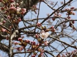 西原～清水通りの桜のアップ写真