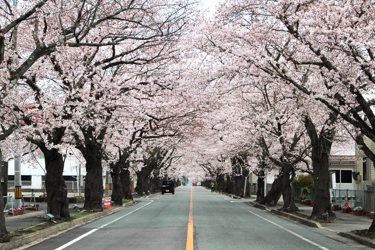 真っ直ぐな道に続く満開の桜のトンネルの写真