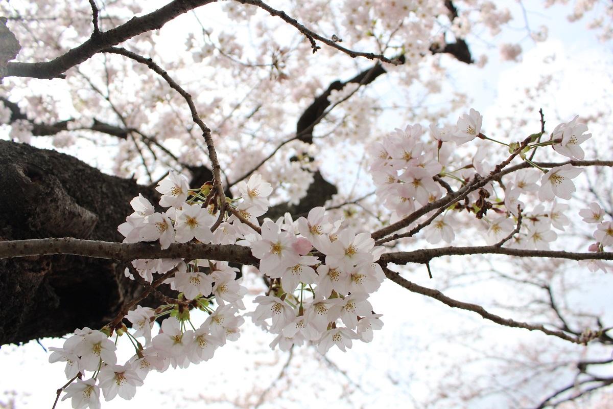 綺麗に咲いた桜の花のアップの写真