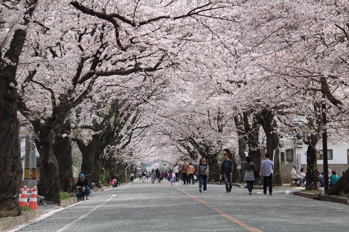 花見客で賑わう桜のトンネルの写真