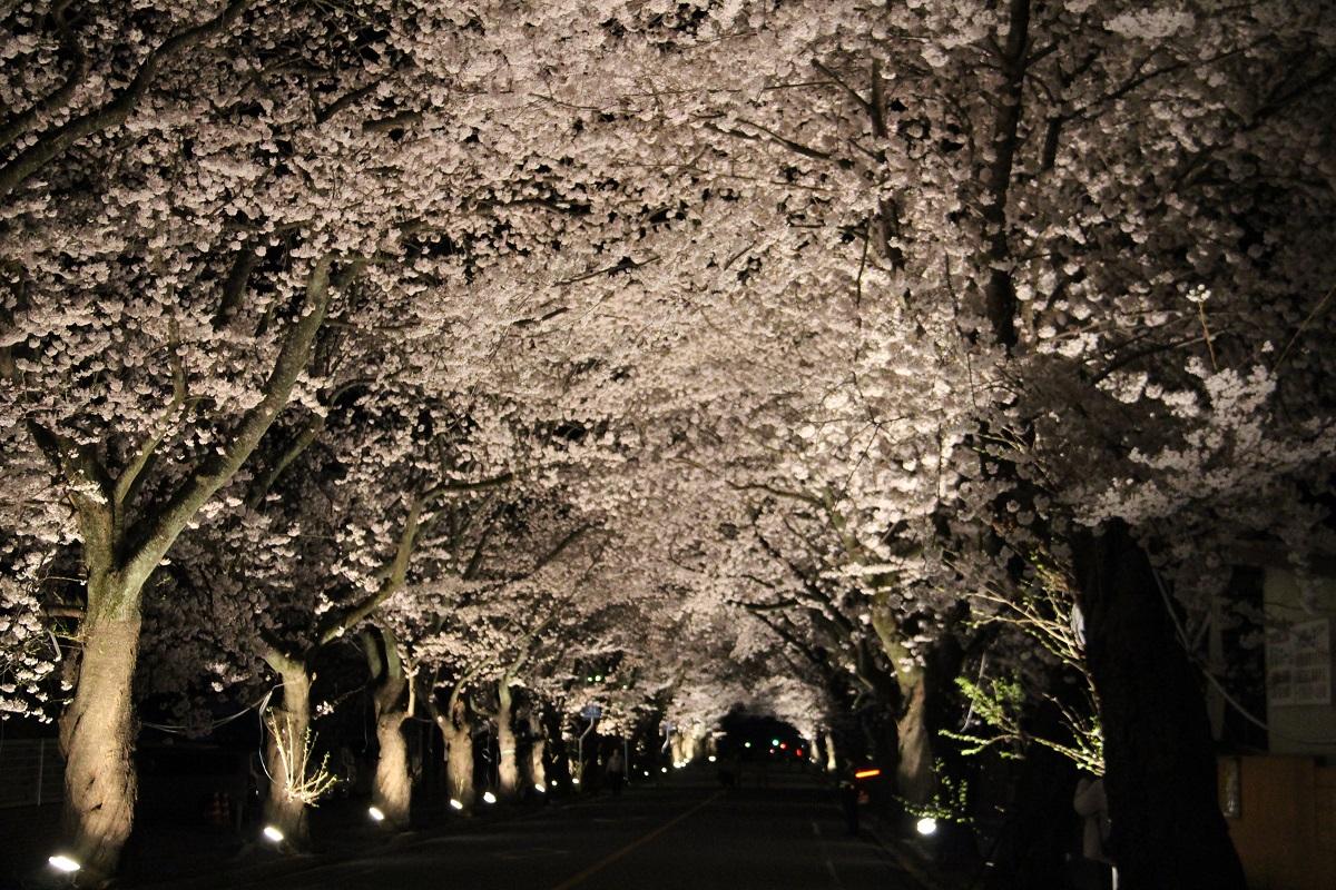 7年ぶりにライトアップされた桜のトンネルの写真