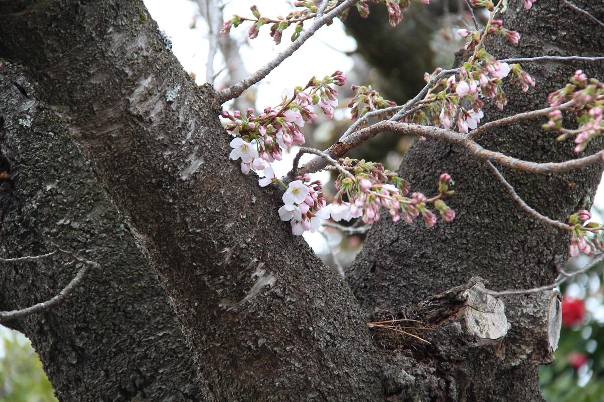 太い幹から伸びた枝に咲く桜の花びらのアップ写真