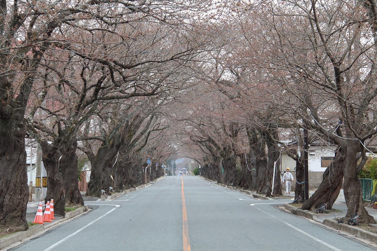 日中の桜のトンネルの写真