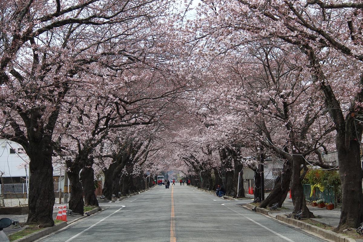 真っ直ぐな道に続く日中の桜のトンネルの写真