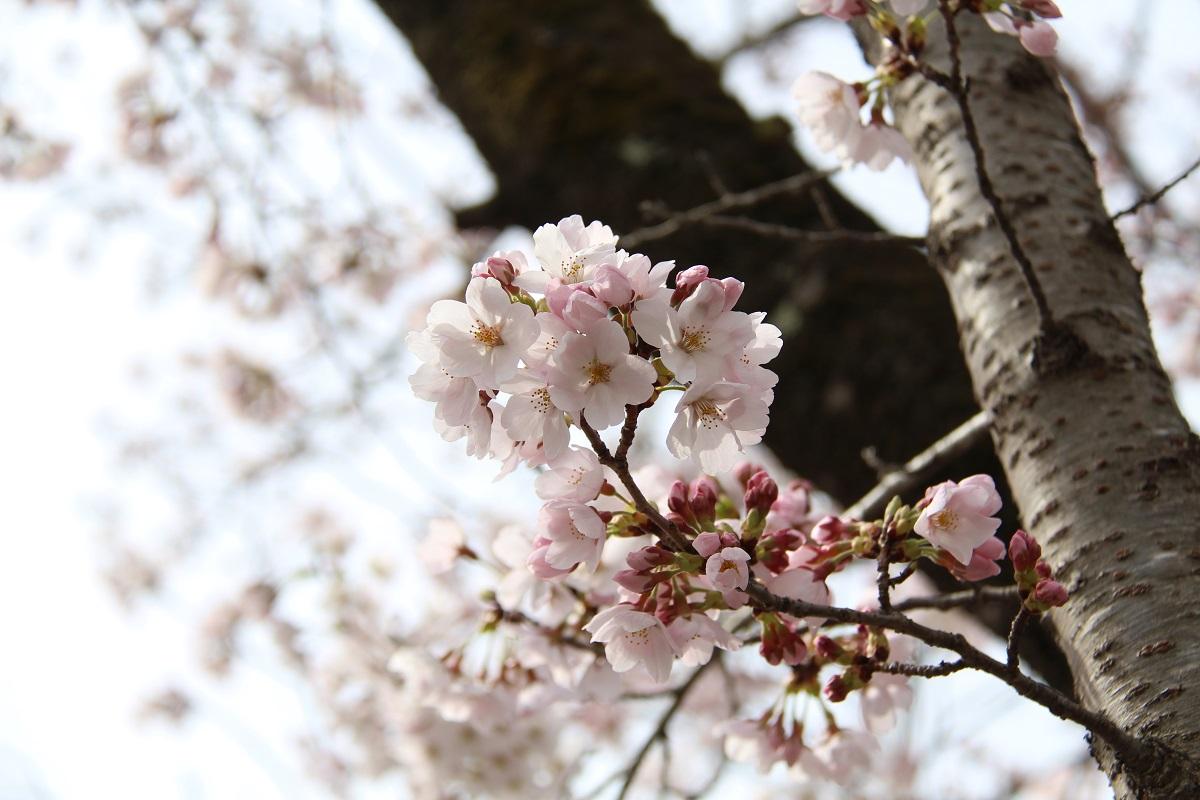 咲いている桜の花のアップの写真