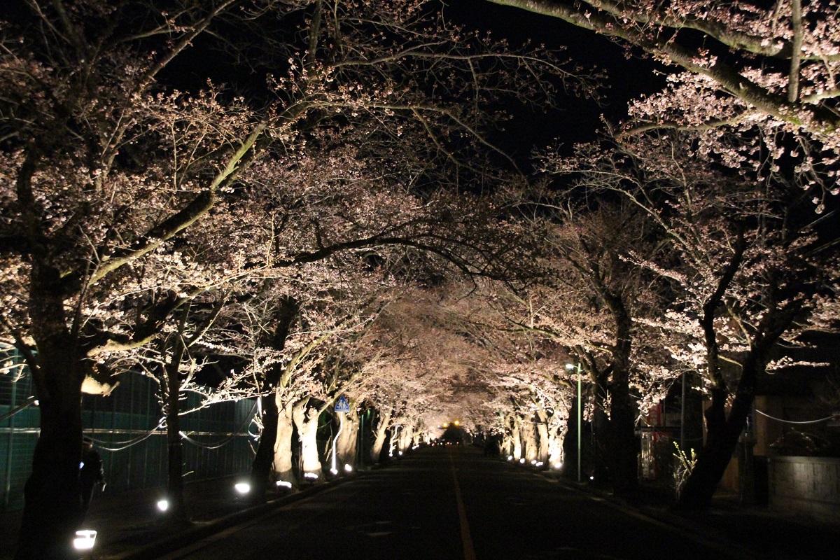 ライトアップされた桜のトンネルの写真