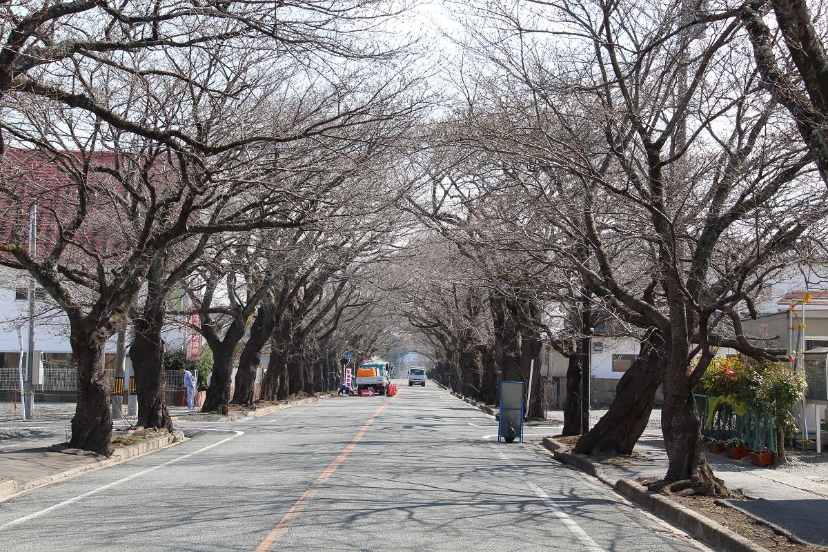 つぼみをつけている桜が立ち並ぶ桜トンネルの写真