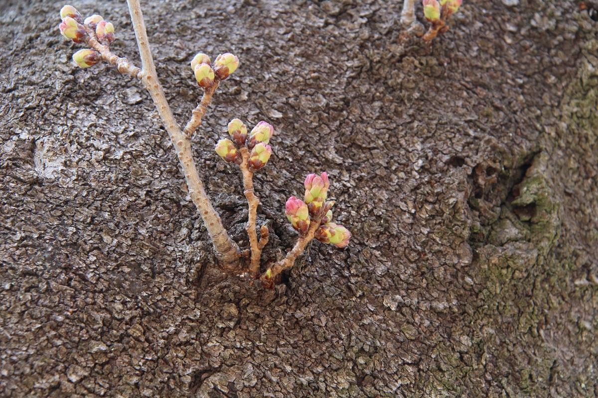 ピンク色に膨らんでいる桜のつぼみの写真