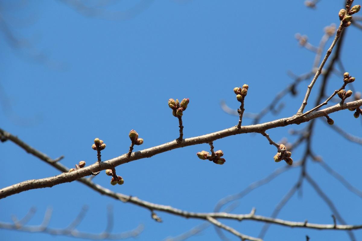 青空高くピンク色に膨らみ始めたつぼみをつける桜の枝の写真