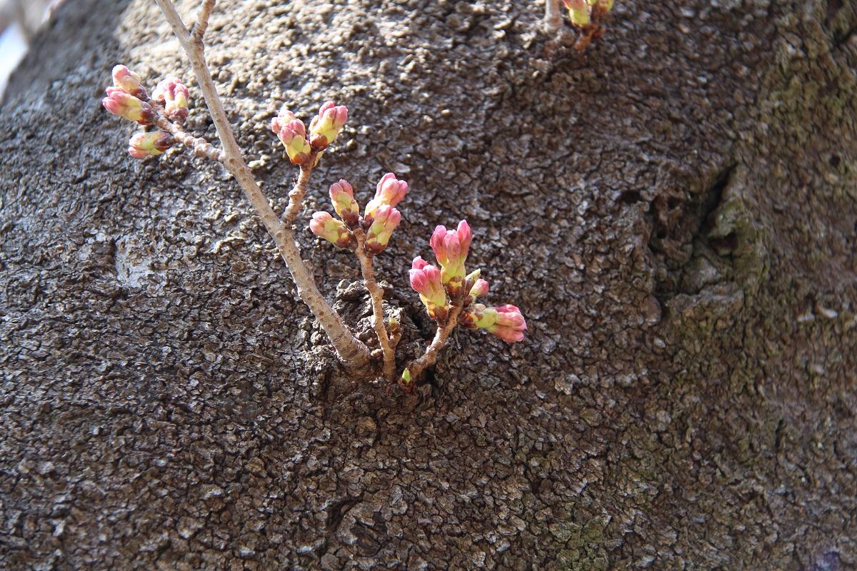 ピンク色に色づく桜のつぼみの写真