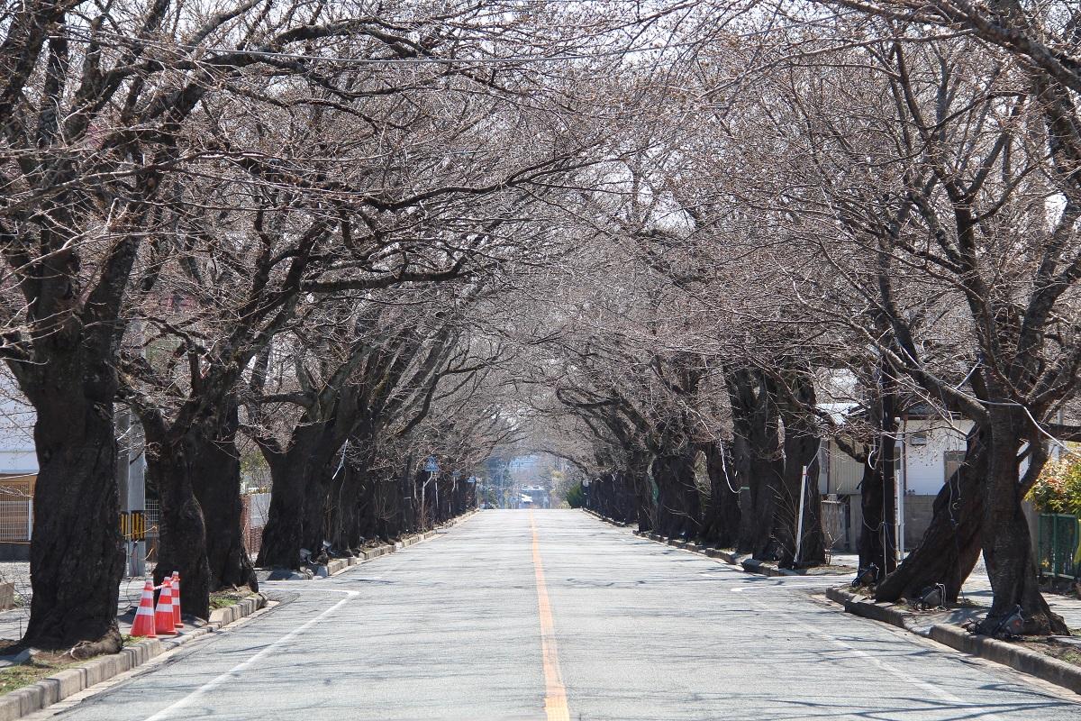 日中のまだつぼみの桜のトンネルの写真