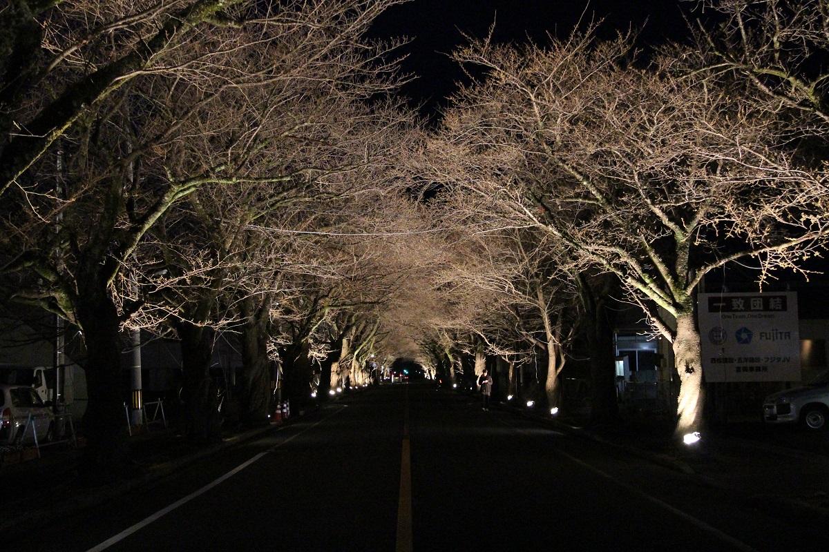 ライトアップされた桜のトンネルの写真