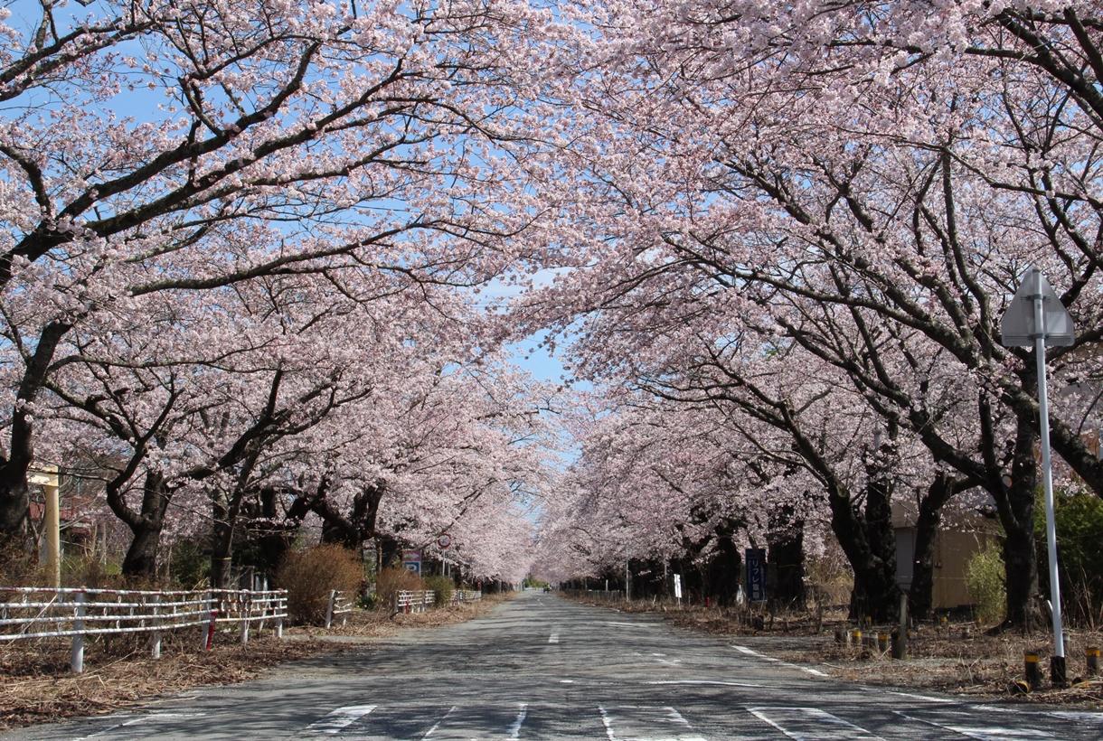 桜が満開に咲いている桜通りの写真