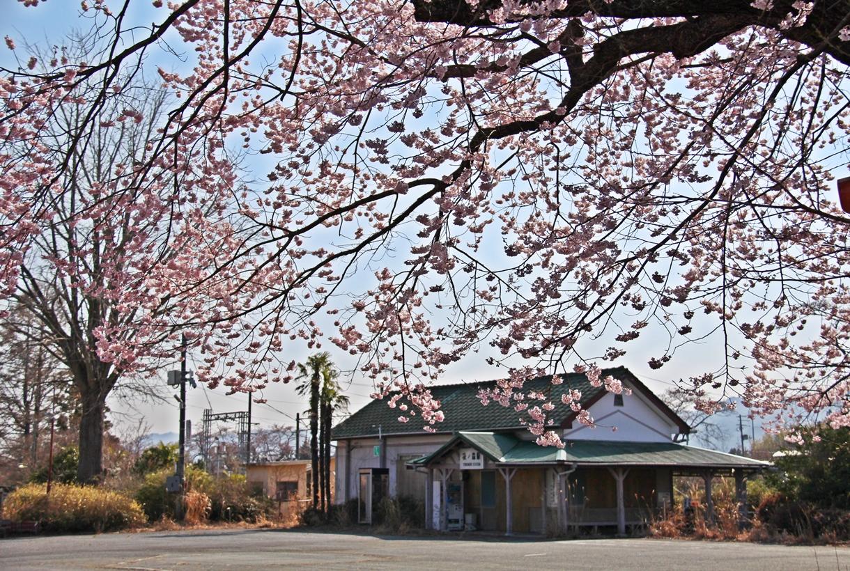桜が満開のJR夜ノ森駅の写真