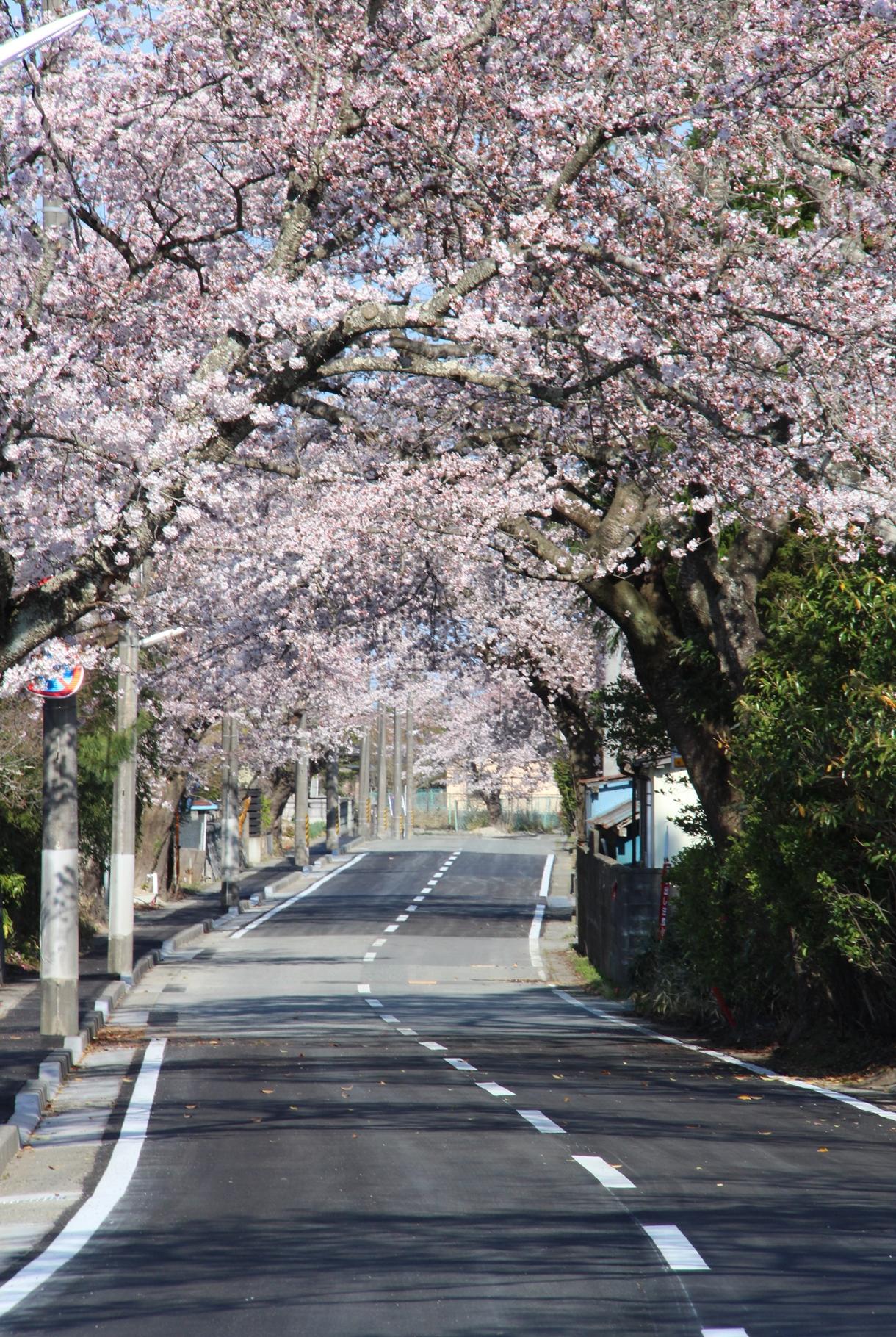 桜が満開の西原地区の桜並木の写真