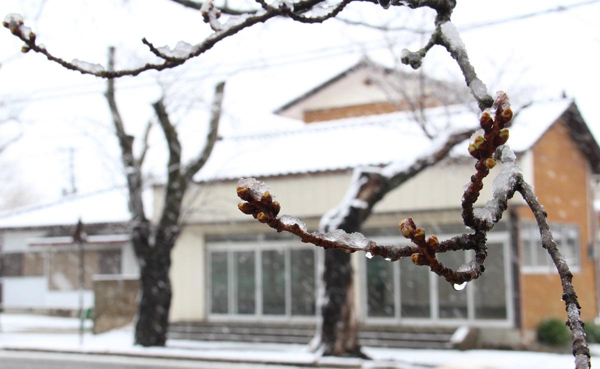 雪に覆われた桜のつぼみの写真