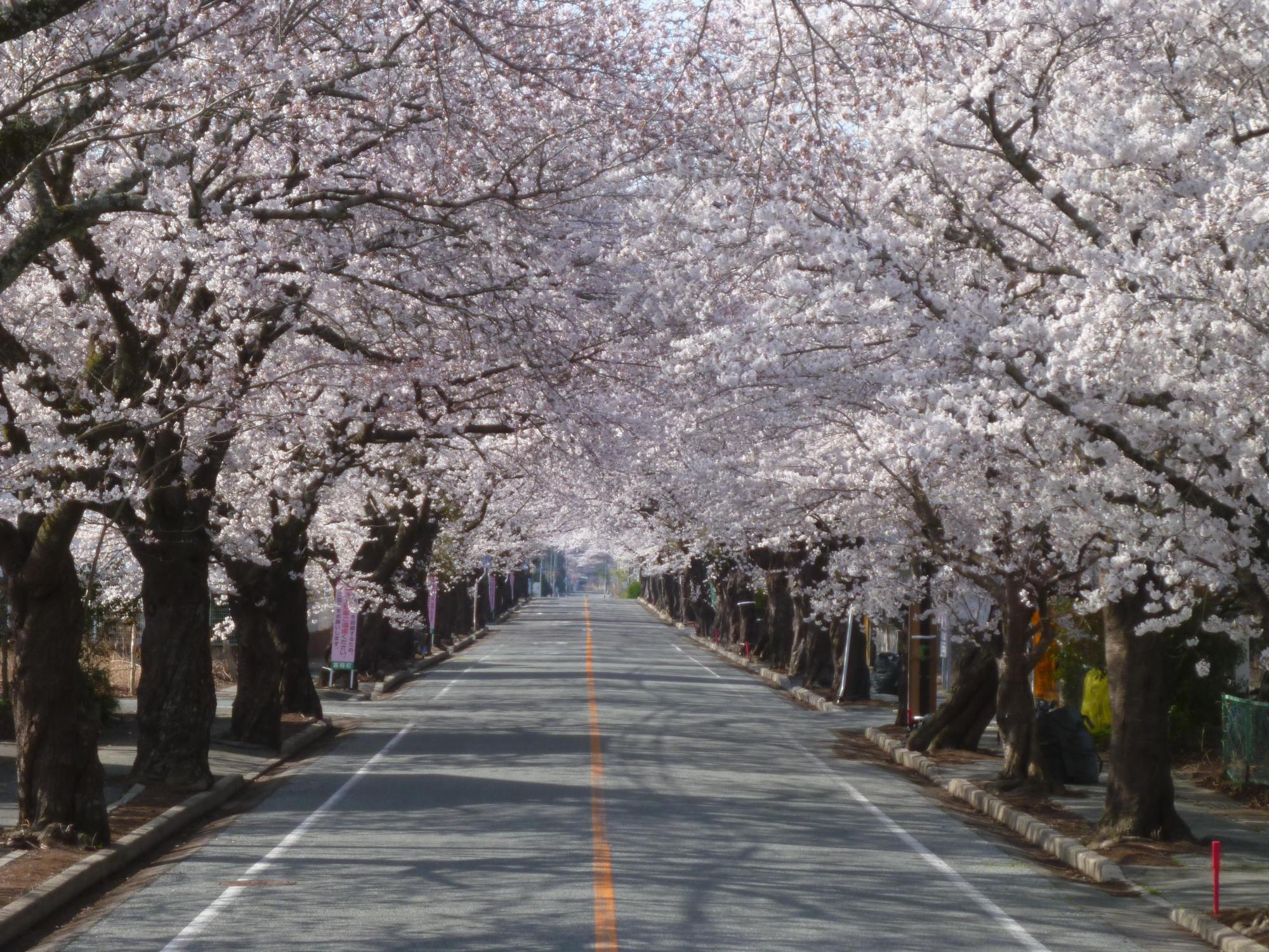 八間道路の両脇に咲く桜並木の写真