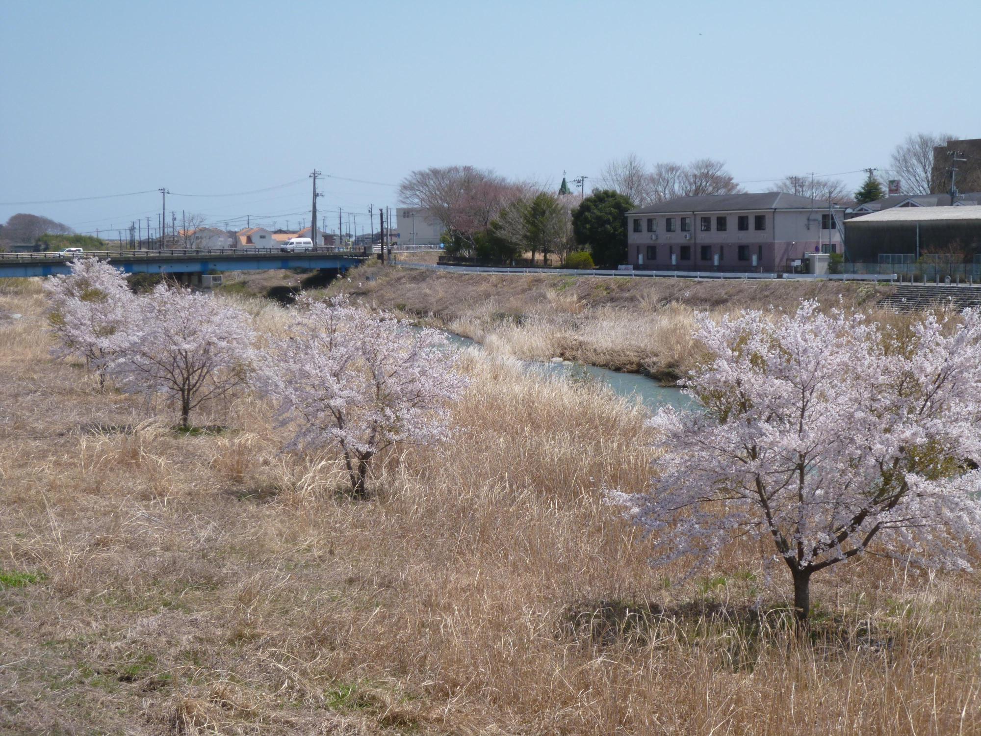 富岡川周辺の川沿いに咲く桜の写真