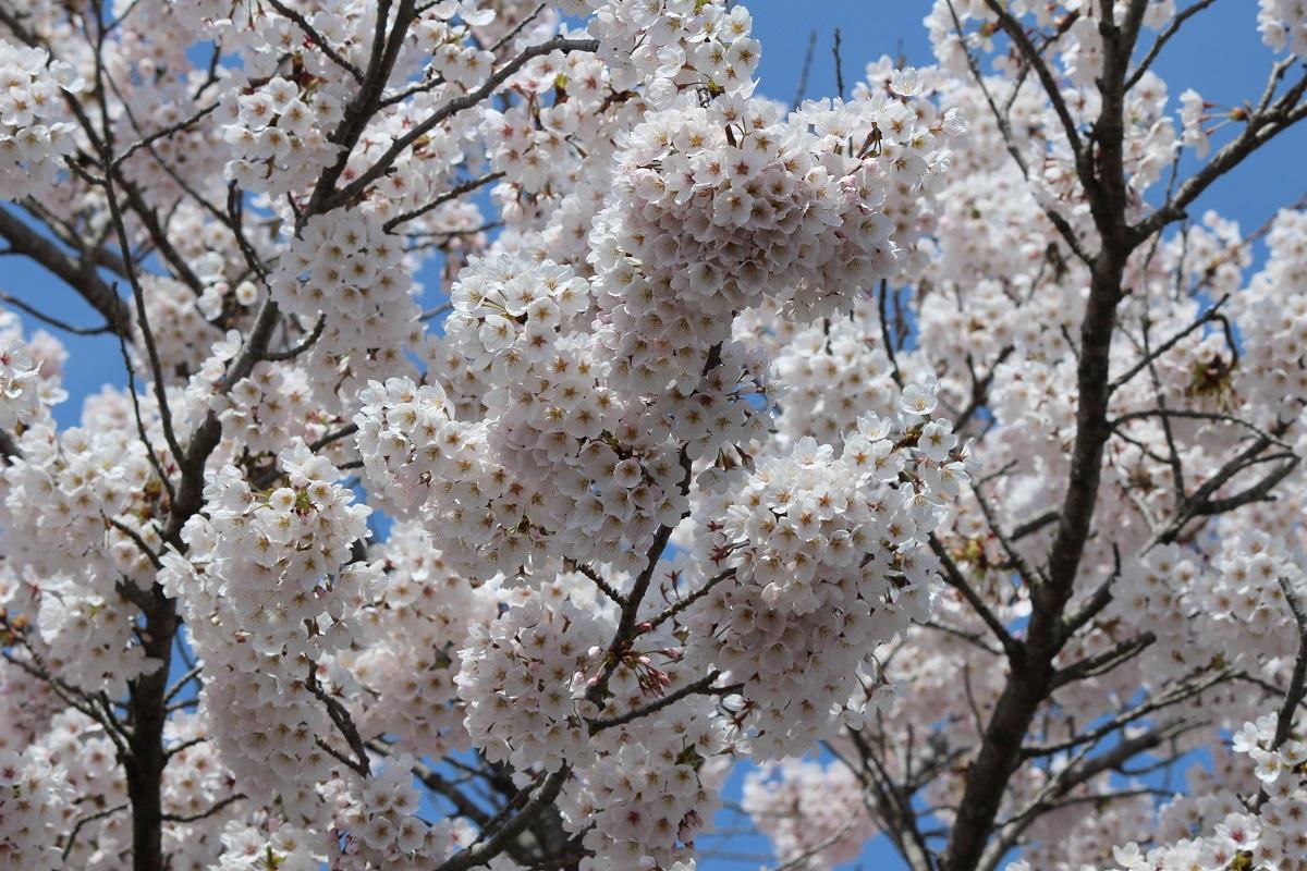 枝に咲く桜の花びらのアップの写真