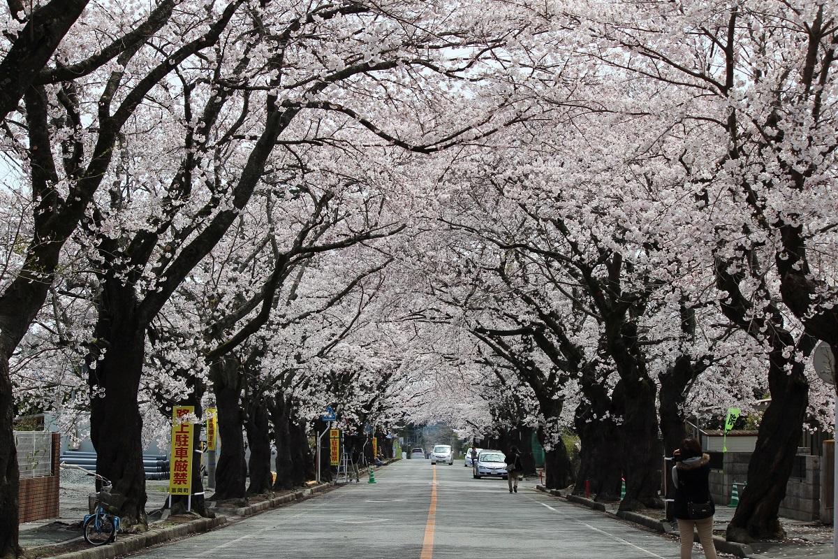 二中前の道路両脇に咲く桜がの桜のトンネルのようになっている写真