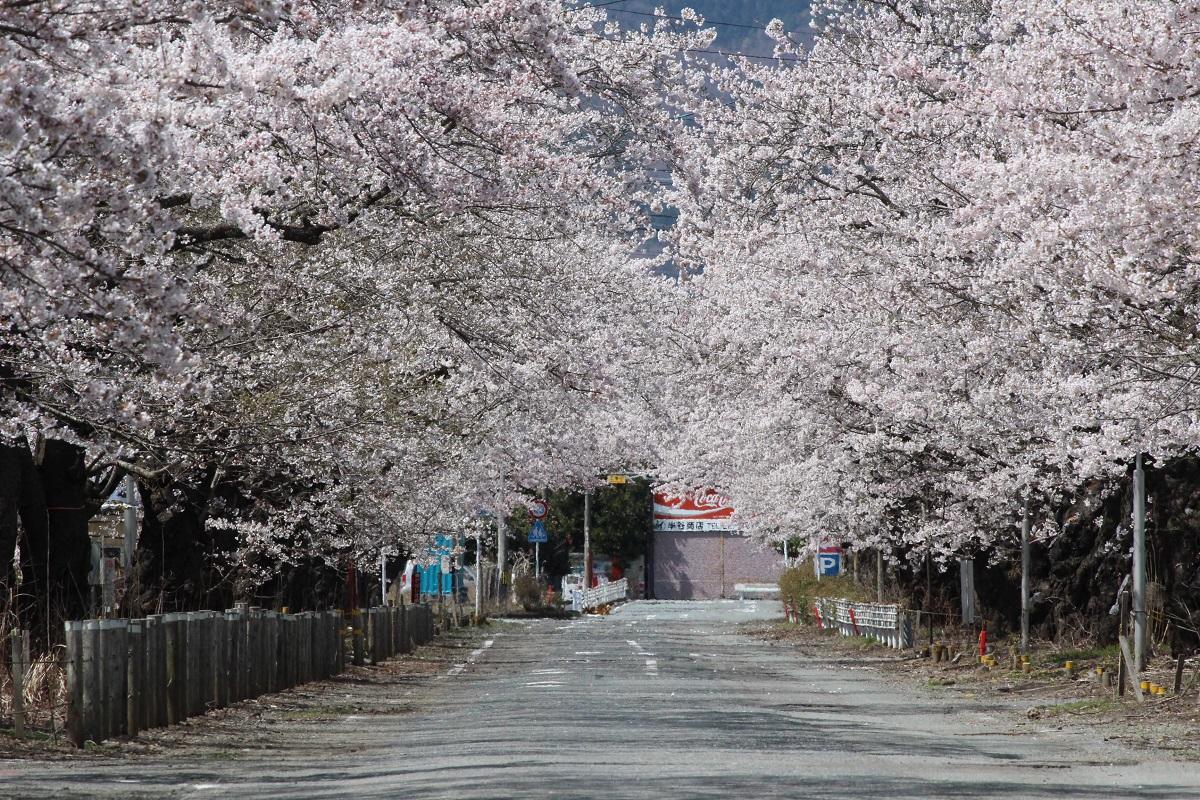 道路の両脇に咲く桜並木の写真