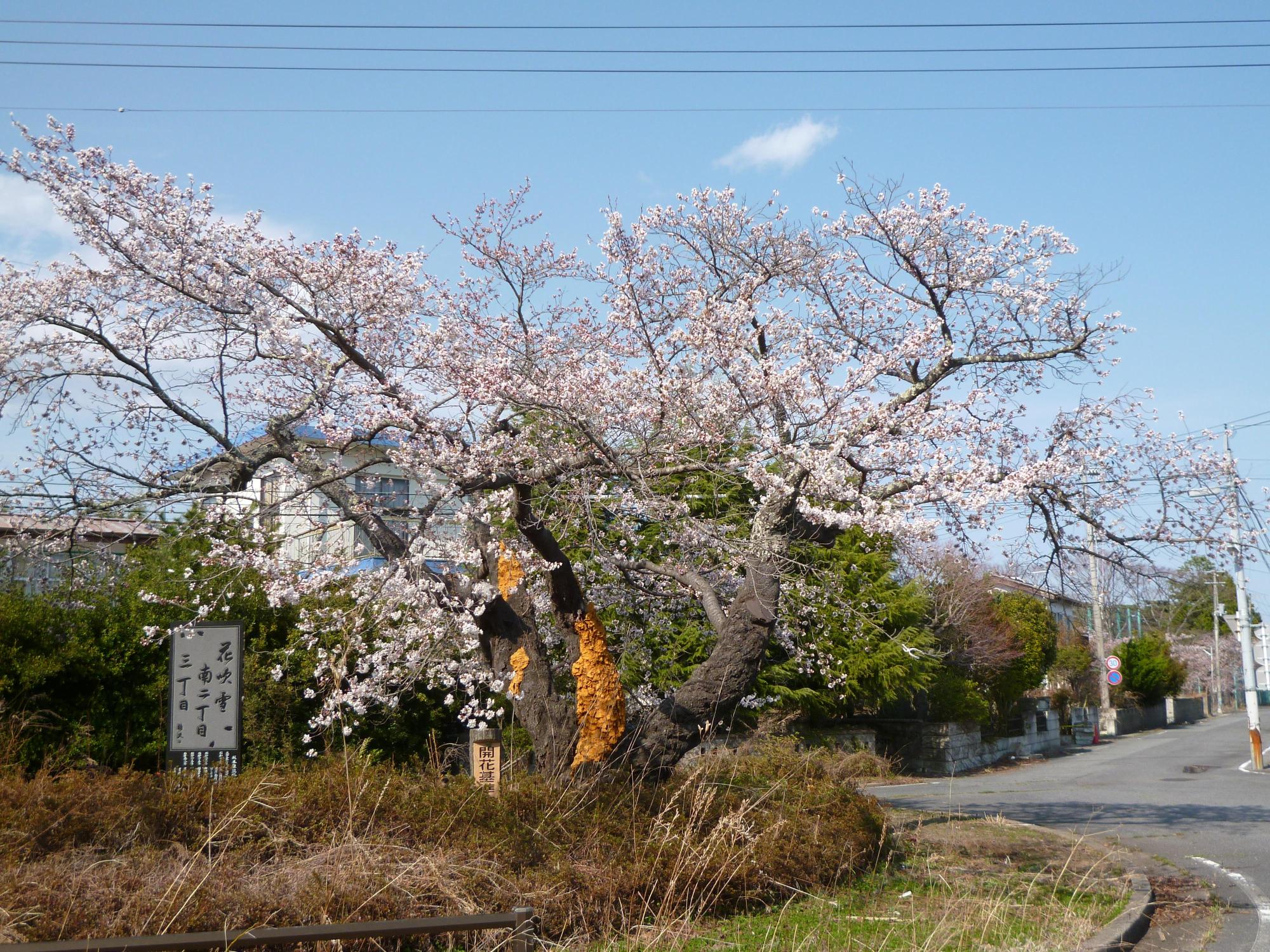 ロータリーの道路脇に咲く桜の基準木の写真