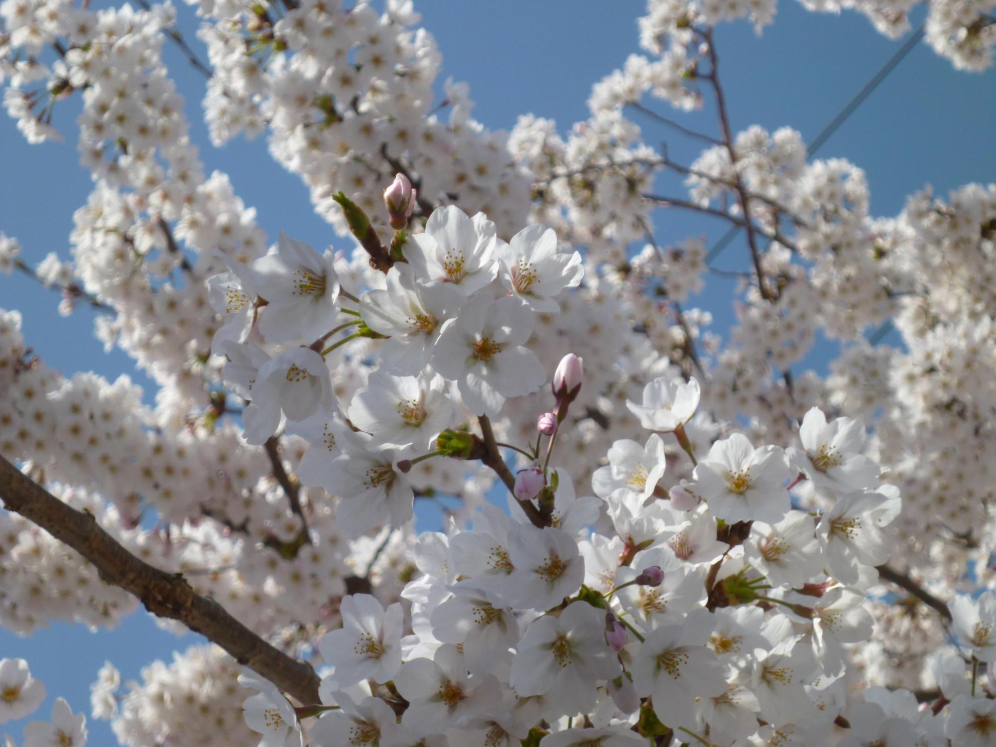 富岡第二中学校東側桜トンネルの桜の花びらのアップ写真