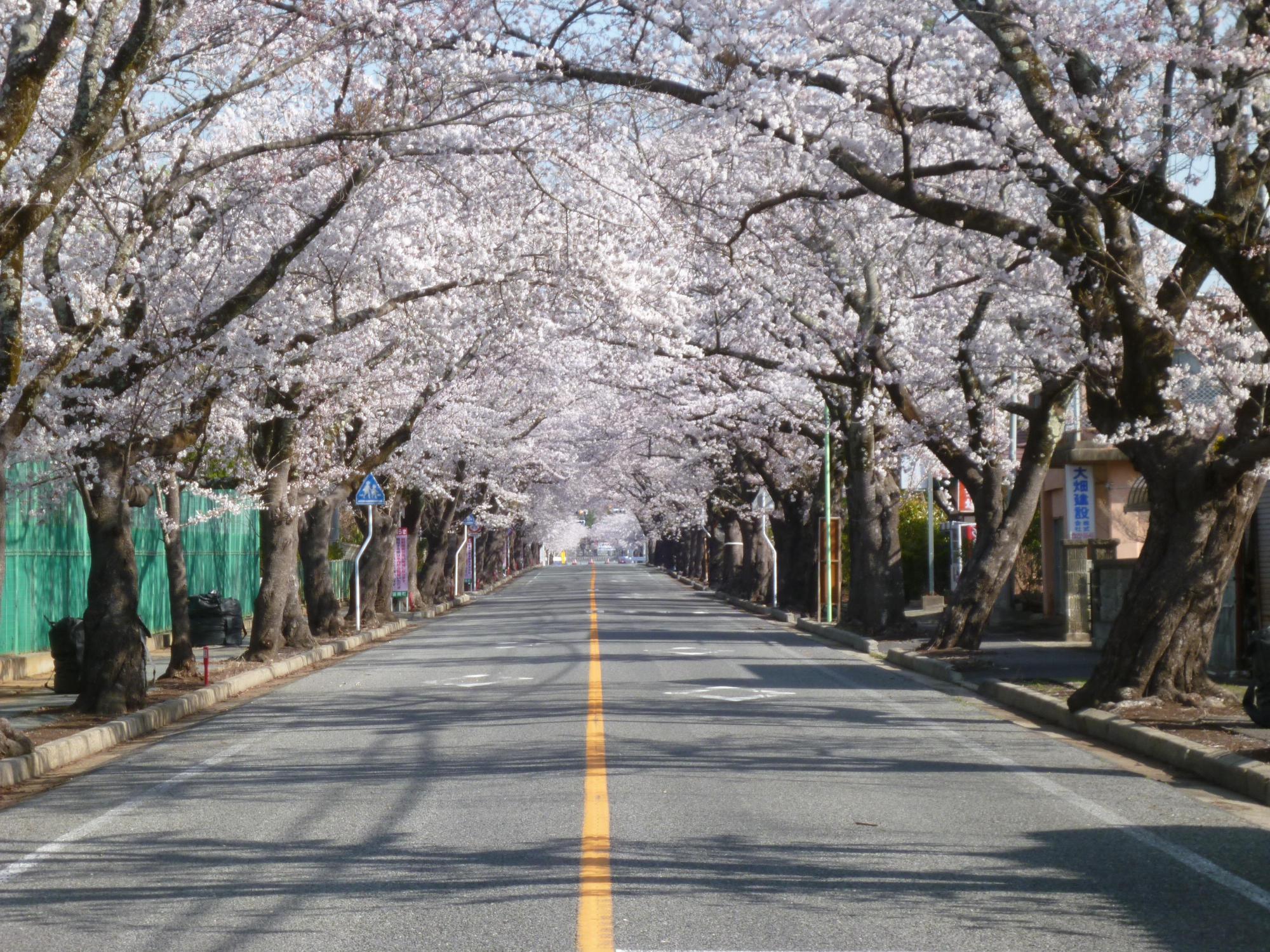 富岡第二中学校東側の道路の両脇に咲く桜並木の写真
