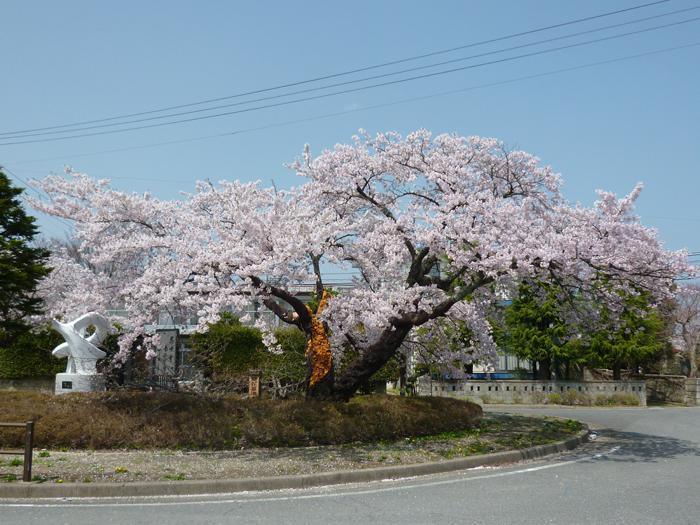 基準木（夜の森ロータリー）の桜の写真