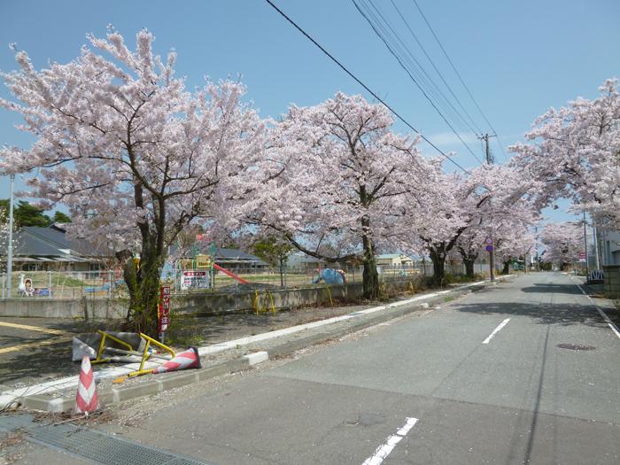西原富岡保育所の桜の写真