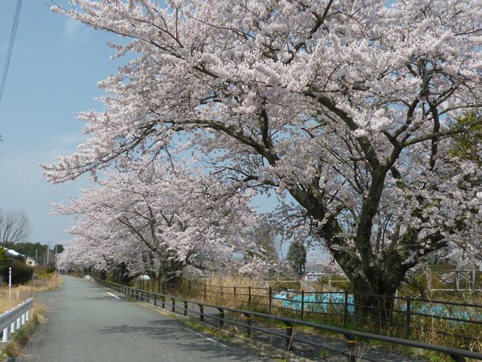 夜ノ森駅周辺の桜の写真