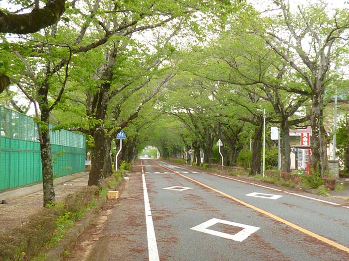 八間道路桜並木トンネルの写真