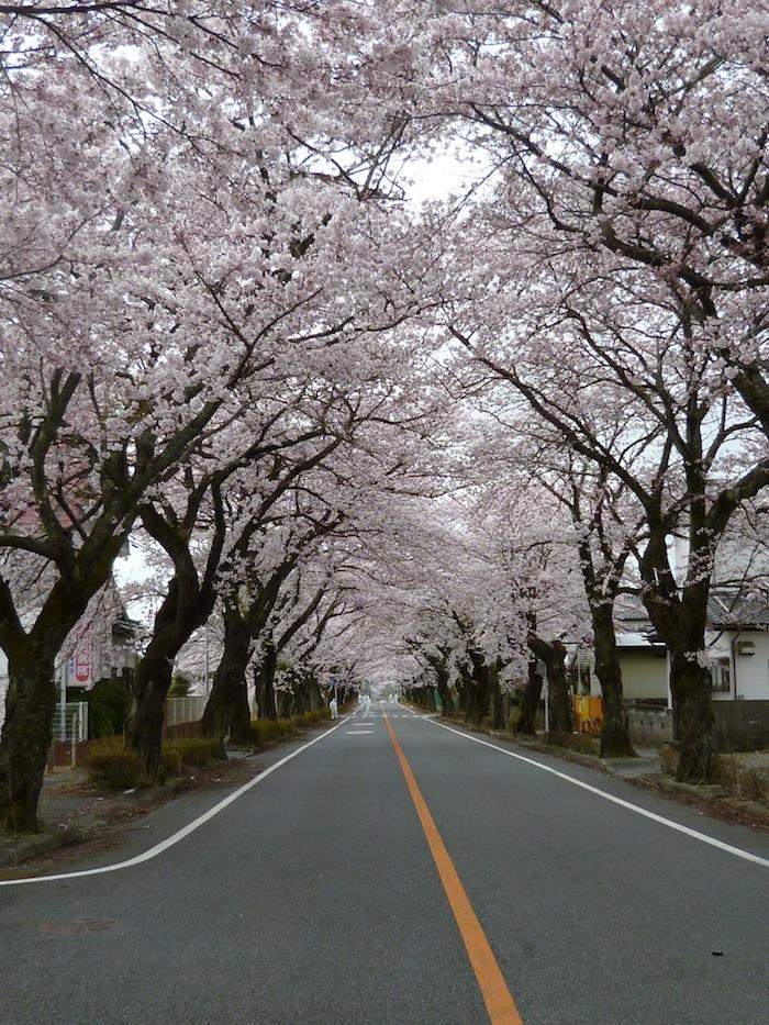 八間道路（富岡第二中学校東側）桜並木トンネルの写真