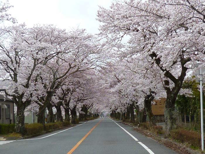 八間道路（富岡第二中学校東側）桜並木トンネルの写真