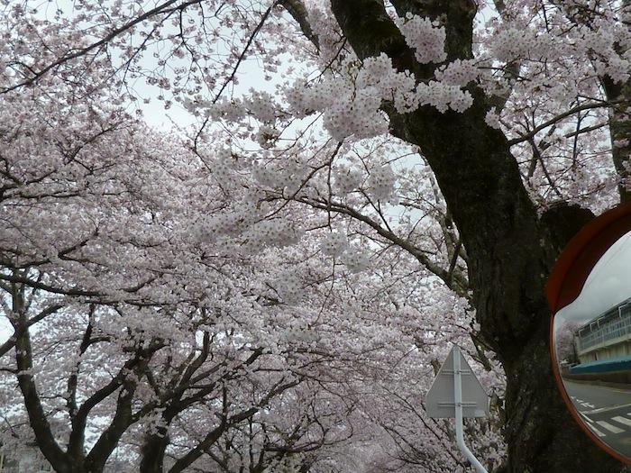 八間道路（富岡第二中学校東側）桜並木トンネルの写真