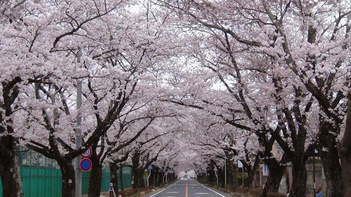 八間道路桜並木トンネルの写真