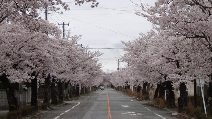 八間道路桜並木トンネルの写真2