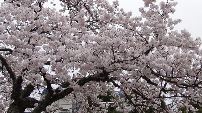 八間道路桜並木トンネルの写真3