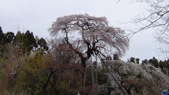 宝泉寺の枝垂れ桜の写真