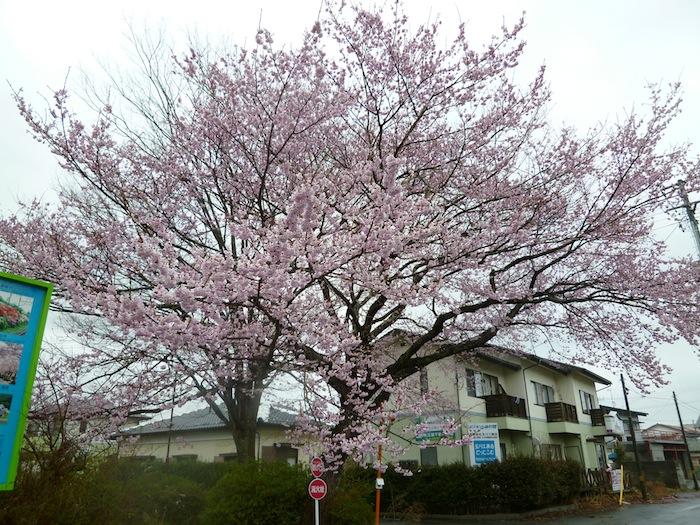 夜ノ森駅前の桜の写真