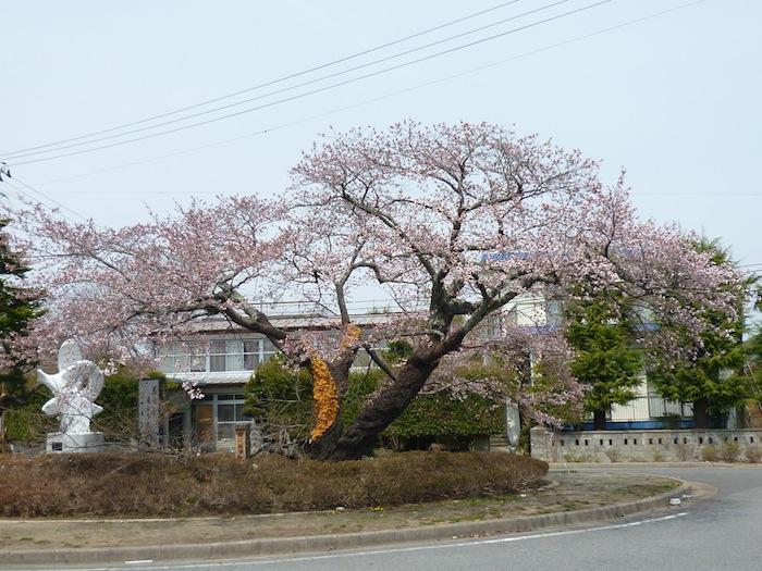 基準木（夜の森ロータリー）の桜の写真