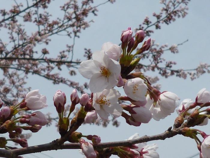 基準木アップ（夜の森ロータリー）の桜の写真