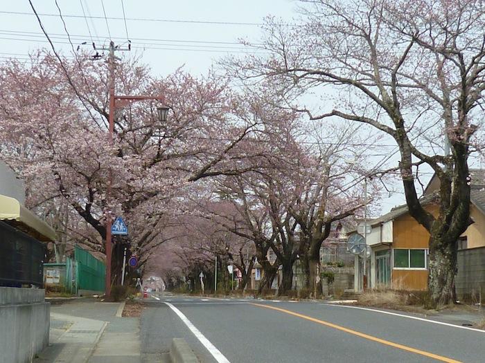 八間道路（富岡第二中学校東側）桜並木トンネルの写真